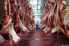 牛肉里发现化学物质 中国停止与布里斯班肉厂做