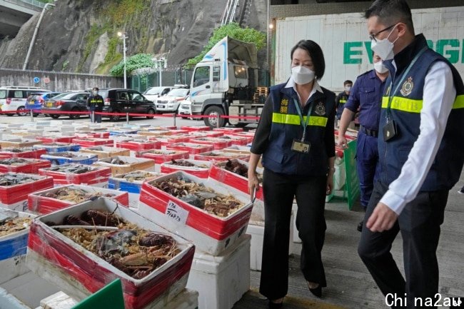 香港海关官员展示反走私行动中截获的澳大利亚龙虾。（2021年10月15日）