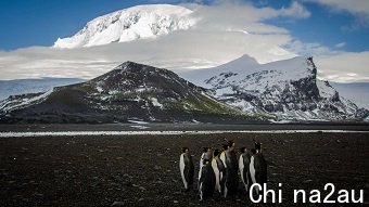 Emperor penguins stand in front of ice-covered peak.