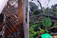 维州SES志愿者检查邻居房屋，发现自家被大树压