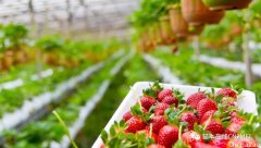 春季浆果采摘指南，墨尔本周边五大草莓园推荐