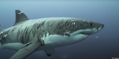 澳洲大白鲨全身都是伤疤，多到让摄影师傻眼，