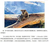 “衣原体”肆虐 澳洲树熊陷绝种危机