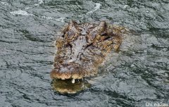 太猛！钓客遭鳄鱼狠咬强拖下水 持小刀狂刺保命