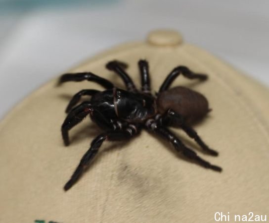 澳洲漏斗网蜘蛛毒性猛烈，性格也非常凶猛。（翻摄维基百科）