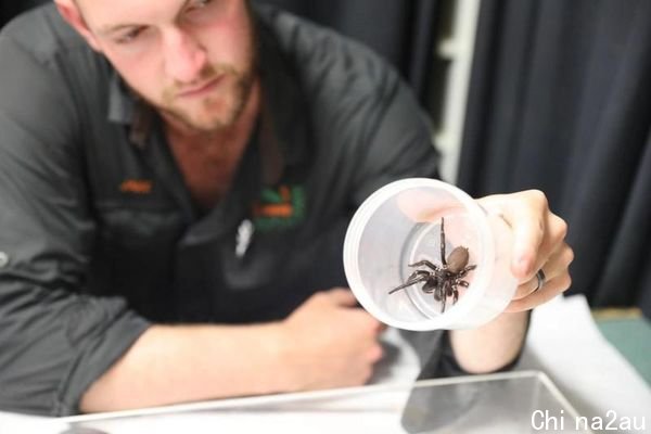 澳洲今年爆发蜘蛛危机，相关当局已对市民发出警告。（翻摄Australian Reptile Park Facebook）