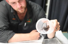 “漏斗网蜘蛛”占领澳洲！体长5cm 毒性却足以杀