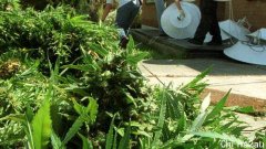 维州家暴男后院种大麻“不小心”飙到2米！惊动
