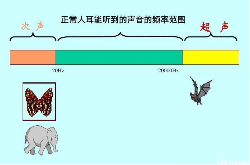 狗真能看到人看不到的东西？澳男子监控中看到狗和“透明狗”玩耍