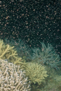 澳洲两年没游客，大堡礁又活了！数十亿珊瑚宝