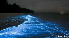 太美了！悉尼惊现夜光海滩！夜晚散发幽蓝荧光