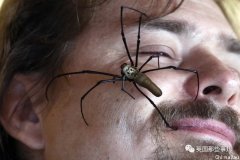 澳洲公园呼吁市民：抓到巨大蜘蛛，请务必上交