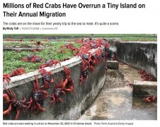 吃货震惊，澳洲红蟹泛滥成灾！墨尔本周边抓蟹