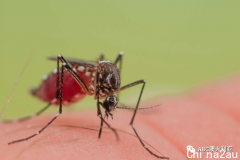 今夏澳洲吸血蚊子“暴增”，专家说可以这样防