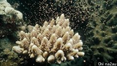 澳洲大堡礁珊瑚产卵，给科学家们带来了未来的