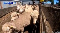 澳农民价值$3万牧羊被盗！