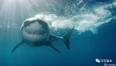 澳鲨鱼袭击全球最致命！维州知名海滩发生“鲨