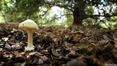 毒蘑菇警告！卫生部：不要采摘或食用野生蘑菇