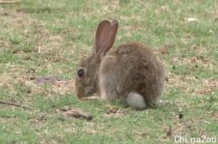 国会周围野兔太多 NCA雇佣职业杀手射杀野兔