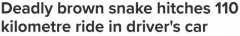 “世界第二大毒蛇”偷偷爬进汽车，行驶100多公