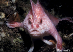 极罕见的“粉红手鱼”用双鳍行走！时隔22年在澳