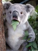 澳洲考拉这么蠢萌，它是怎么活到现在的…
