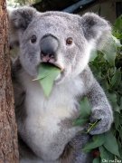 澳洲考拉这么蠢萌，它是怎么活到现在的…（视