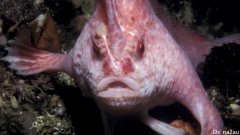 时隔22年，澳洲再次发现罕见的“粉红手鱼”！有