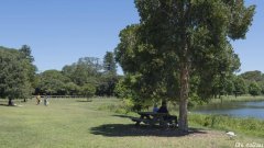 悉尼Centennial Park现老人尸体，已87岁高龄，从养老