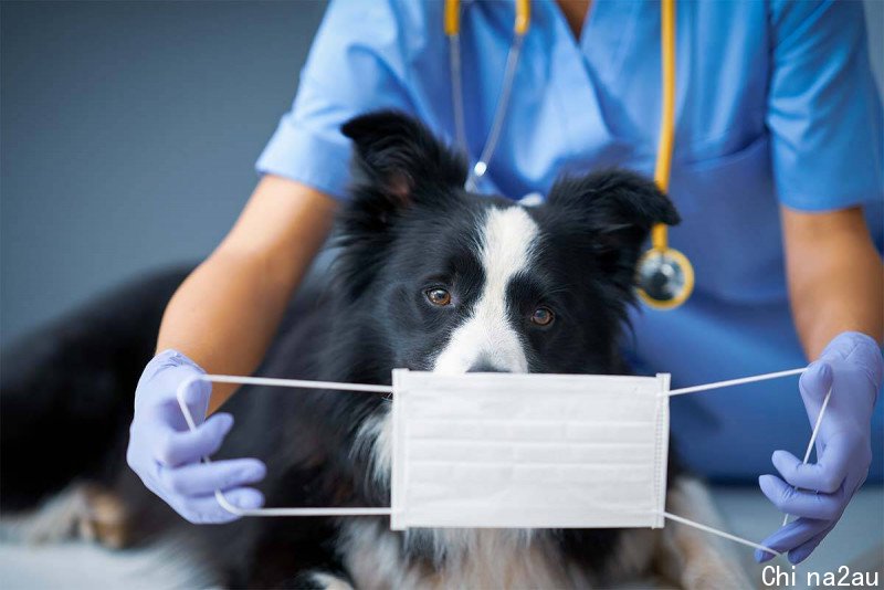 3aw-image-istock-vet-border_collie-covid-1200x800.jpg,0