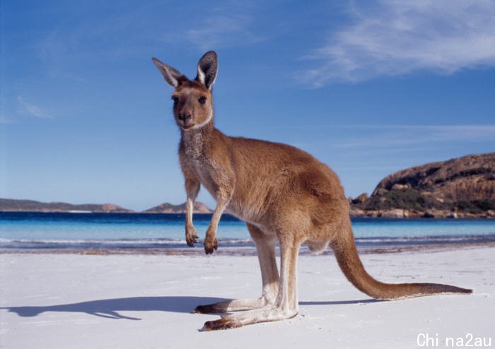 western-australia-kangaroo-beach1.jpg,0