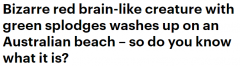 悉尼海滩惊现神秘生物，红绿相间形似大脑！网