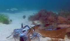 监测螃蟹的摄影机 揭示出阿德雷德大都会沙滩之
