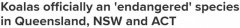 联邦政府正式宣布：新州、昆州等地考拉“濒临