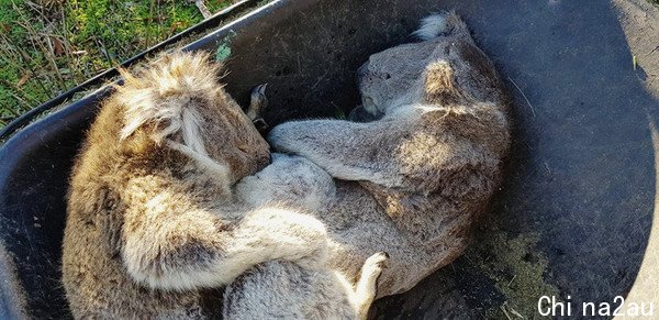 ▲▼因为栖地和食物来源被破坏，无尾熊不断饿死。（图／路透社）