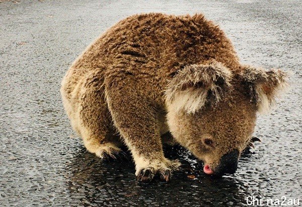 ▲澳洲一只无尾熊趴在大马路上舔雨水。（图／路透）