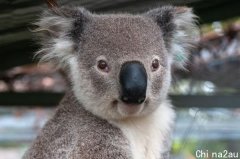 抢救无效！澳洲宣布考拉列为“濒危物种”，2