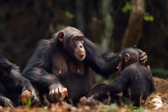 黑猩猩被观察到使用昆虫来治疗伤口，它们不是