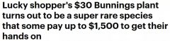 幸运！有人在墨尔本Bunnings，花$30买到价值$1500珍
