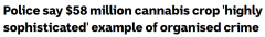 新州警方破获温室种植大麻案，价值近$5800万（组