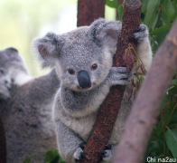 考拉被列为“易危物种”！澳洲将斥资$5000万来保