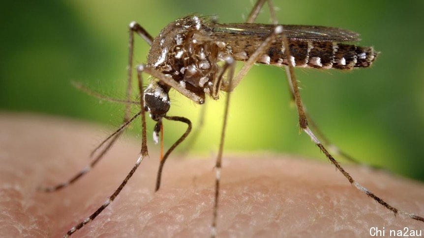 A female Aedes aegypti mosquito bites someone's skin.