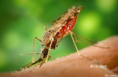 澳洲这些好用的驱蚊防虫产品快收好，防蚊有望