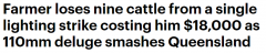 一次雷击电死9头牛，昆州农民损失达$18000（组图