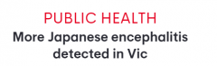 维州又有4地检测到日本脑炎病毒！全澳已有18人