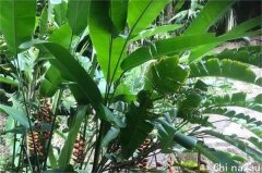 Elders预计收益高于预期 股价飙升逾10%
