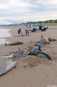 塔州西海岸遇海豚成群搁浅，所幸成功救回了1