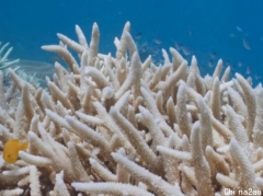 昆州大堡礁再度告急！60%珊瑚白化严重！