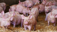 两因素或加速日本脑炎病毒在澳传播！养猪农户