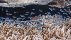 联合国考察团访问之际，大堡礁又一次发生严重